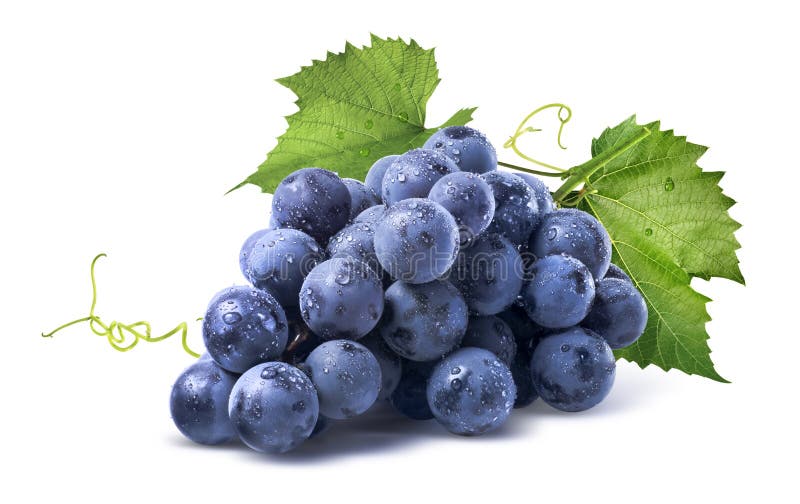 Blue wet Isabella grapes bunch on white background as package design element. Blue wet Isabella grapes bunch on white background as package design element