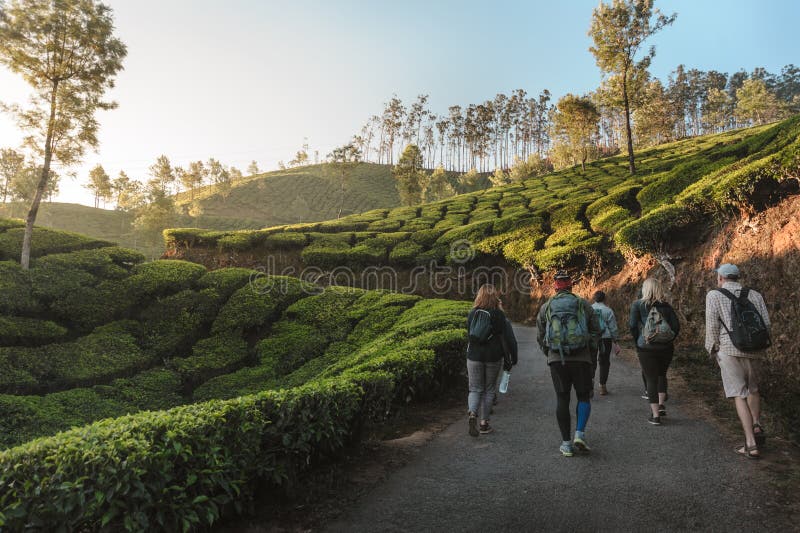Groupe international de voyageurs avec des sacs à dos s'attaquant par la traînée par des plantations de thé au lever de soleil photographie stock Groupe international de voyageurs avec des sacs à dos s'attaquant par la traînée par des plantations de thé au lever de soleil photographie stock