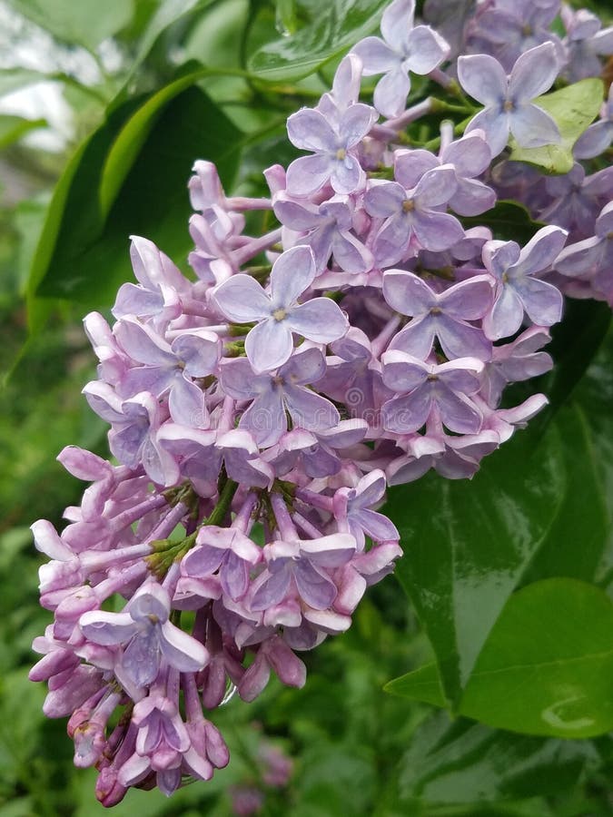 Groupe lilas en pastel image stock Groupe lilas en pastel image stock