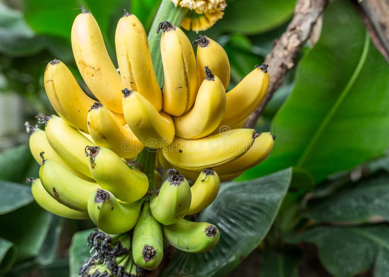 Groupe mûr de bananes sur la paume image libre de droits Groupe mûr de bananes sur la paume image libre de droits