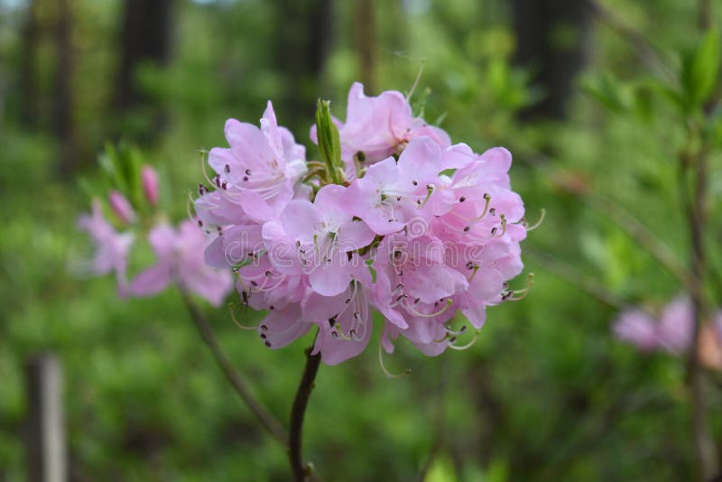 Groupe mauve-clair rose de fleur de fleur de rhododendron photo stock Groupe mauve-clair rose de fleur de fleur de rhododendron photo stock