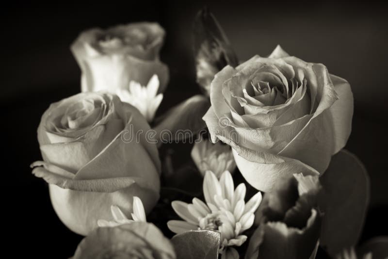 Groupe noir et blanc de rose photo libre de droits Groupe noir et blanc de rose photo libre de droits