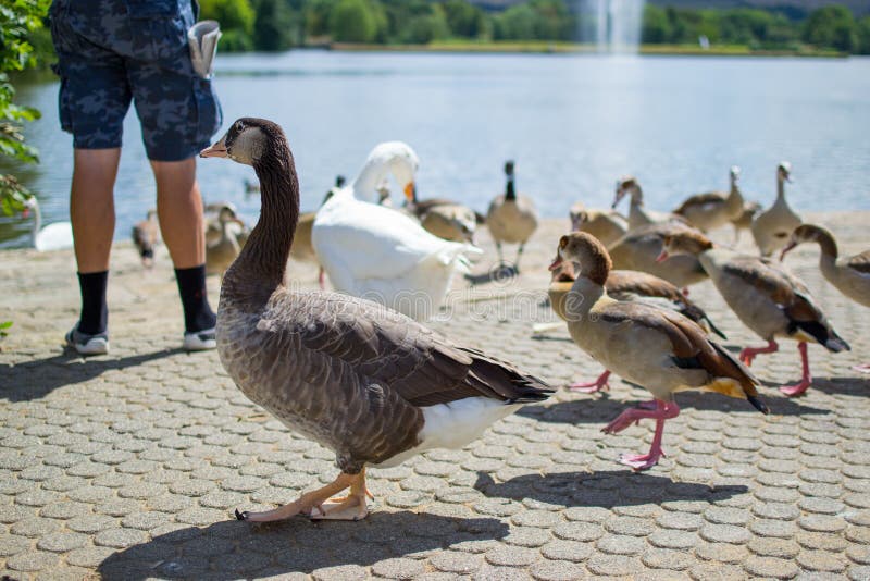 Groupe, ?quipe ou barbotage des canards et des gooses sur le plancher d'un parc avec une piscine et de la fontaine au fond photographie stock libre de droits Groupe, ?quipe ou barbotage des canards et des gooses sur le plancher d'un parc avec une piscine et de la fontaine au fond photographie stock libre de droits
