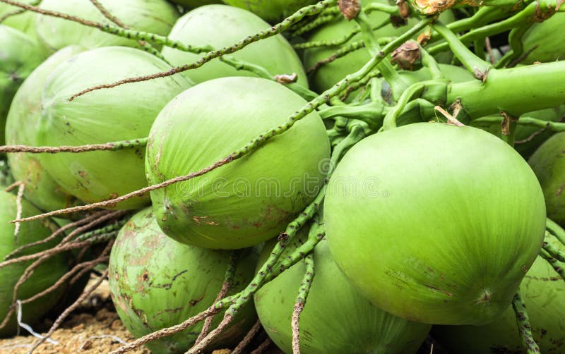 Groupe vert frais de noix de coco pour la nourriture et la boisson crues photographie stock Groupe vert frais de noix de coco pour la nourriture et la boisson crues photographie stock