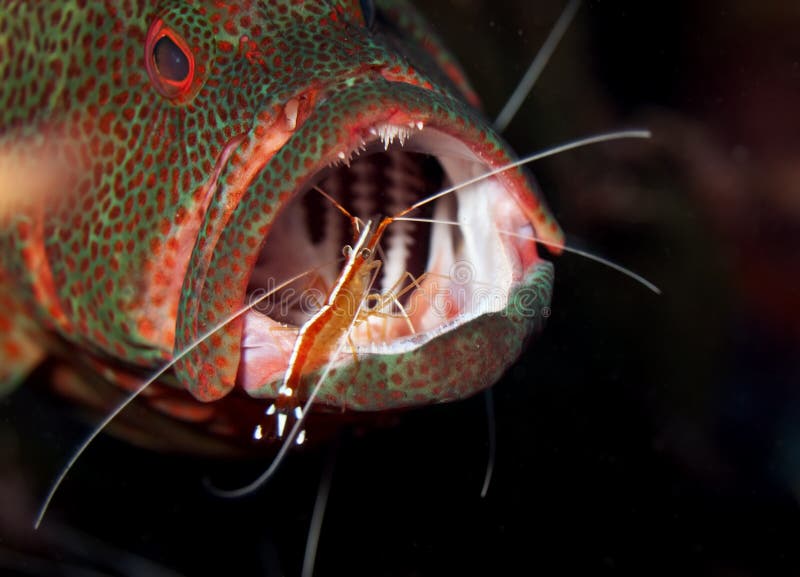 Grouper at cleaning station