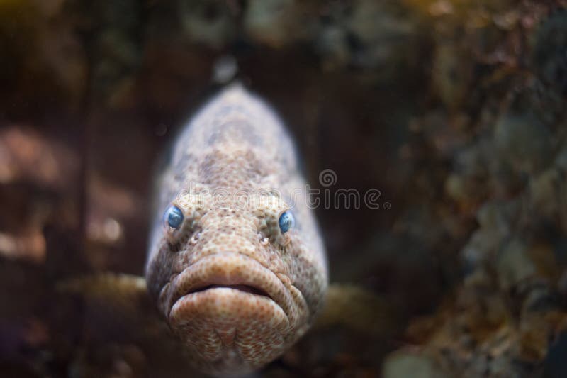 Grouper fish