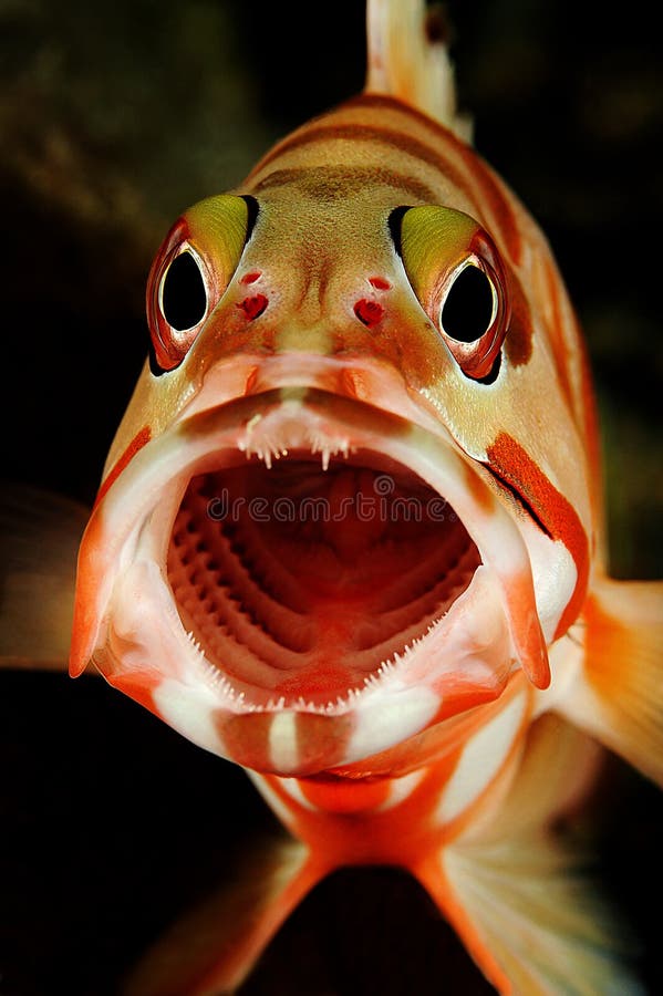 344 Grouper Mouth Stock Photos - Free & Royalty-Free Stock Photos from  Dreamstime