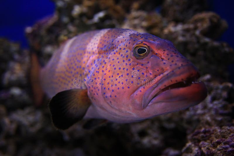 Grouper υποβρύχια φωτογραφία στοκ φωτογραφία με δικαίωμα ελεύθερης χρήσης