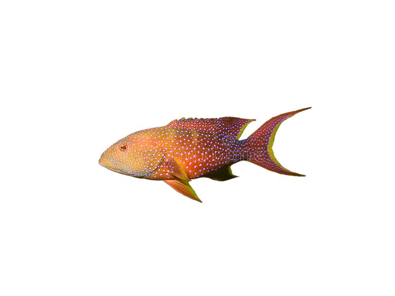 grouper ψαριών κοραλλιών λευκό στοκ φωτογραφία με δικαίωμα ελεύθερης χρήσης grouper ψαριών κοραλλιών λευκό στοκ φωτογραφία με δικαίωμα ελεύθερης χρήσης
