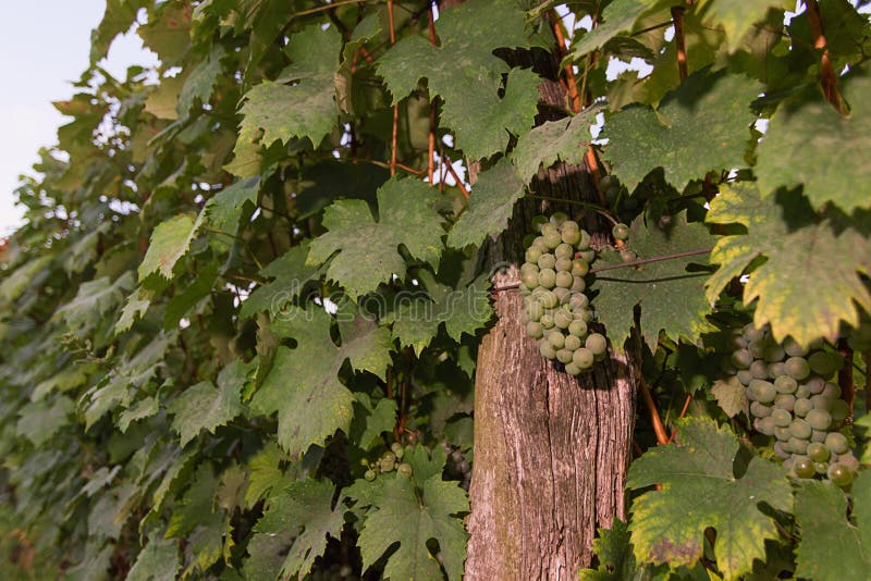 Groupes de raisins de cuve verts s'élevant dans le vignoble Fermez-vous vers le haut de la vue du raisin de cuve vert frais Group