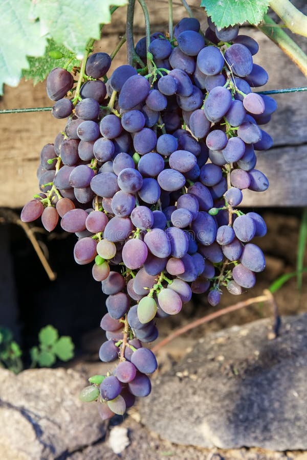 Groupes de raisins mûrs dans le vignoble image libre de droits