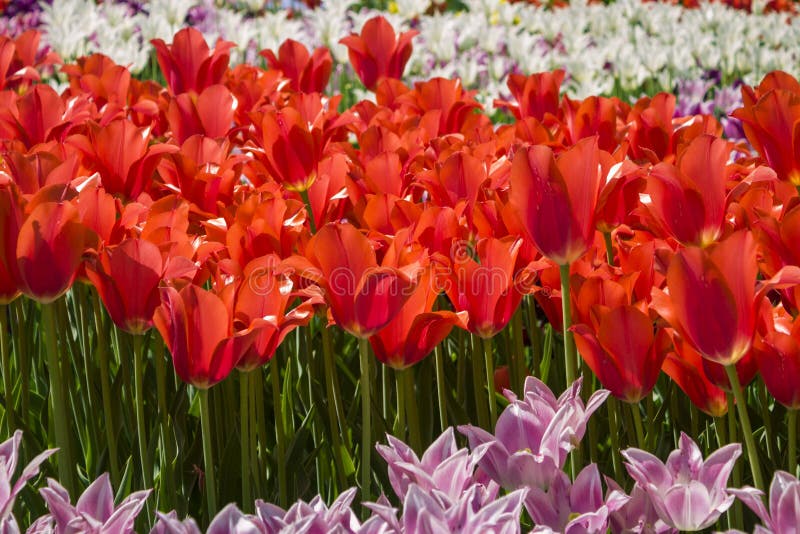 Groupes de tulipes colorées en parc photo libre de droits Groupes de tulipes colorées en parc photo libre de droits