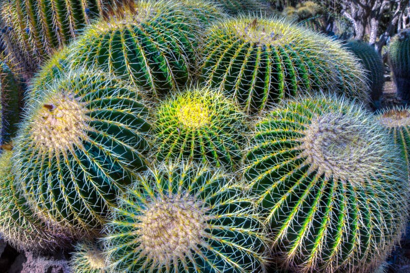 Grouping of Barrel Cactus Close-up royalty free stock images