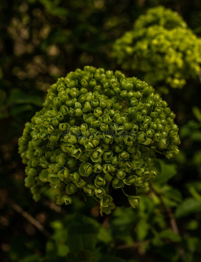 Grouping of Flowers Turn Green before Blooming Stock Image Image of