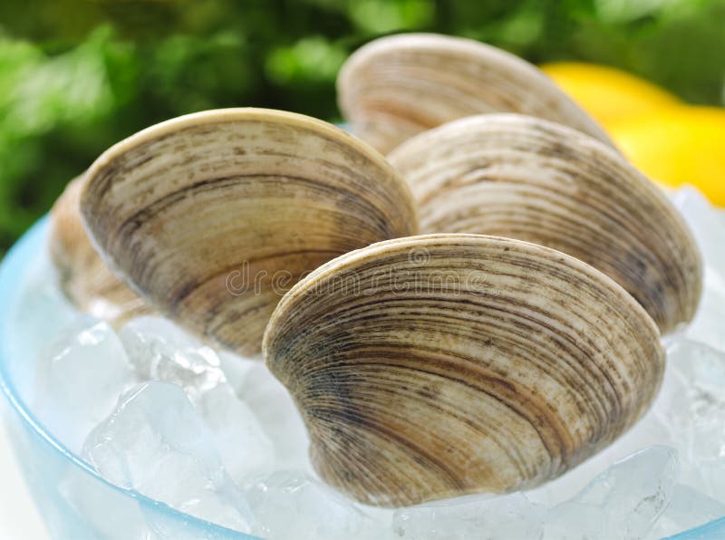 A grouping of fresh clams in the shell on ice. Bivalve shell stock images, royalty-free photos and pictures