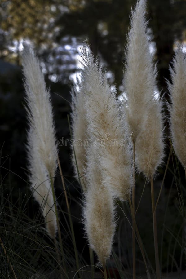 Grouping of Pampas Grass Flowers in a Mountain Garden Stock Image