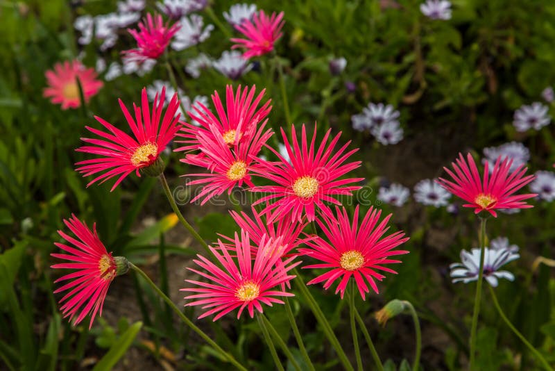 African Daisies or Osteospermum Plant with Blooming White Flower Petals