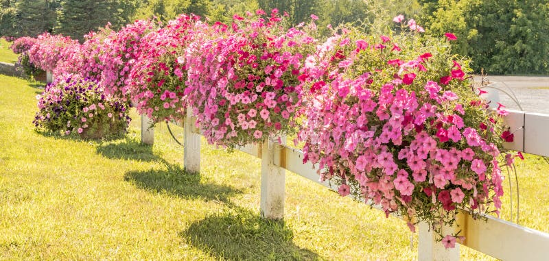 Groups of pink petunias, annuals, flowers hanging on white wooden fence in lawn, Petunia atkinsiana, summer upstate rural New York. Groups of pink petunias, annuals, flowers hanging on white wooden fence in lawn, Petunia atkinsiana, summer upstate rural New York
