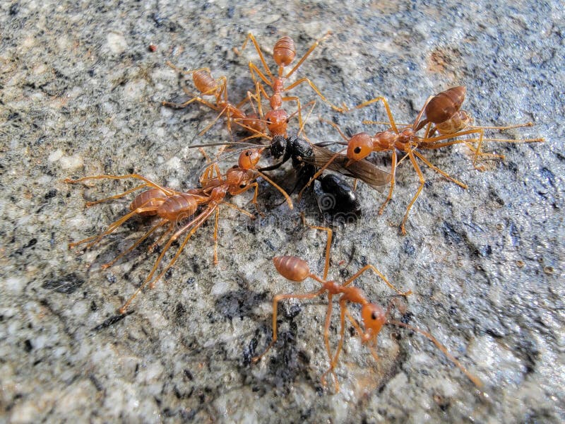 Groups of Red Ants Kill Black Ants Stock Photo Image of groups, black
