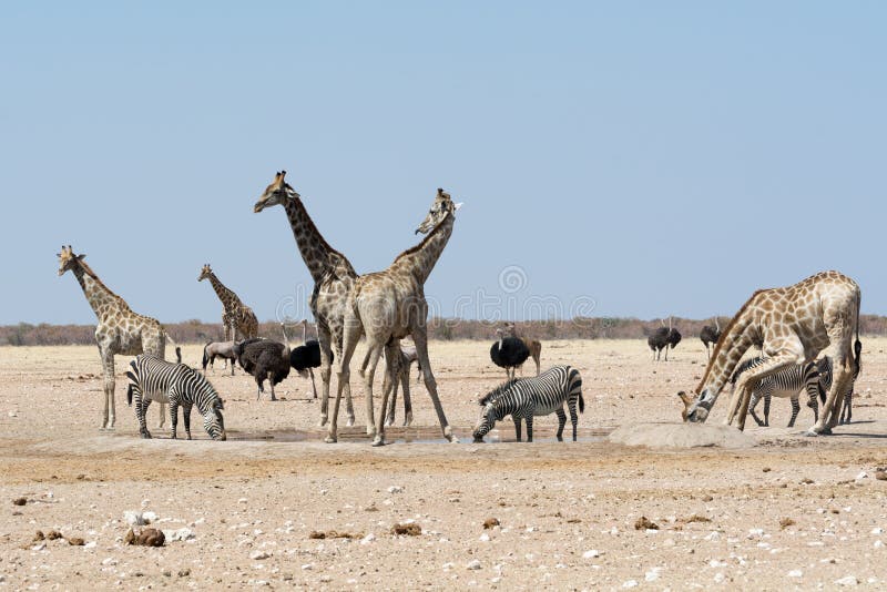 Groupt жирафов и других животных на waterhole стоковая фотография Groupt жирафов и других животных на waterhole стоковая фотография