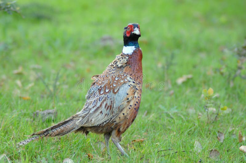 Ruffed Grouse stock photo. Image of ruffed, brown, eating 7086608