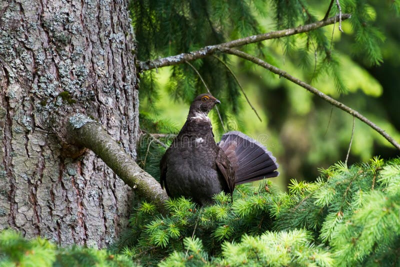 Grouse De Suie Sur Le Chemin Au Point De Glacier Dans La PA Nationale