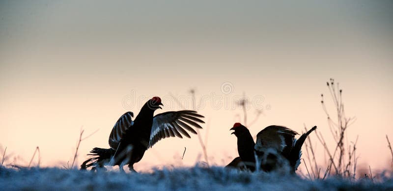 Grouses noires lekking de combat images libres de droits Grouses noires lekking de combat images libres de droits