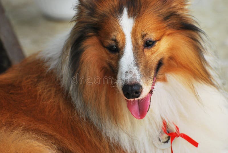 Grova Collie Dog arkivbild Grova Collie Dog arkivbild