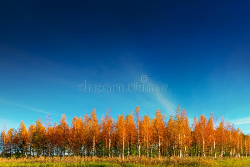 Birch Trees in Evening Light Stock Photo Image of night, orange 19188650