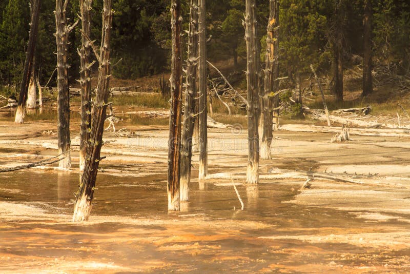 Tento fotografie je z skupina z stromy mít bylo plyny uvolněný vroucí vody nebo, většina bývalý.