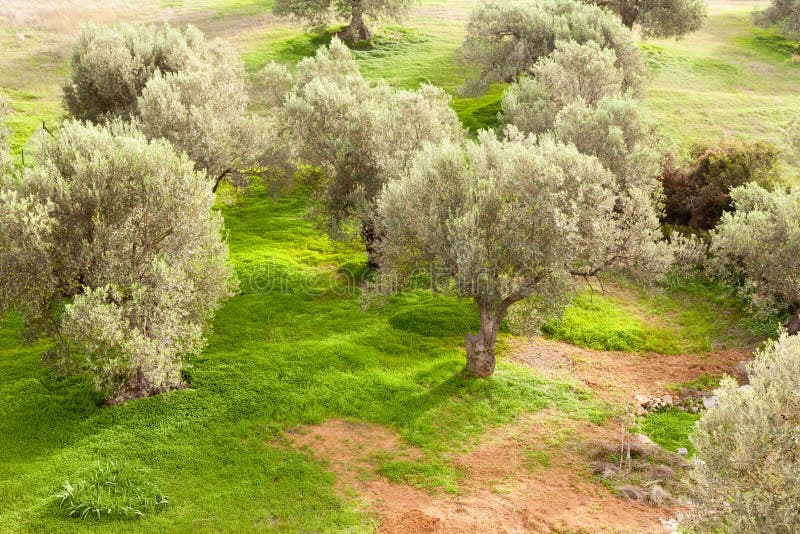 Olive Trees Farmland in Greece Stock Image Image of field, green