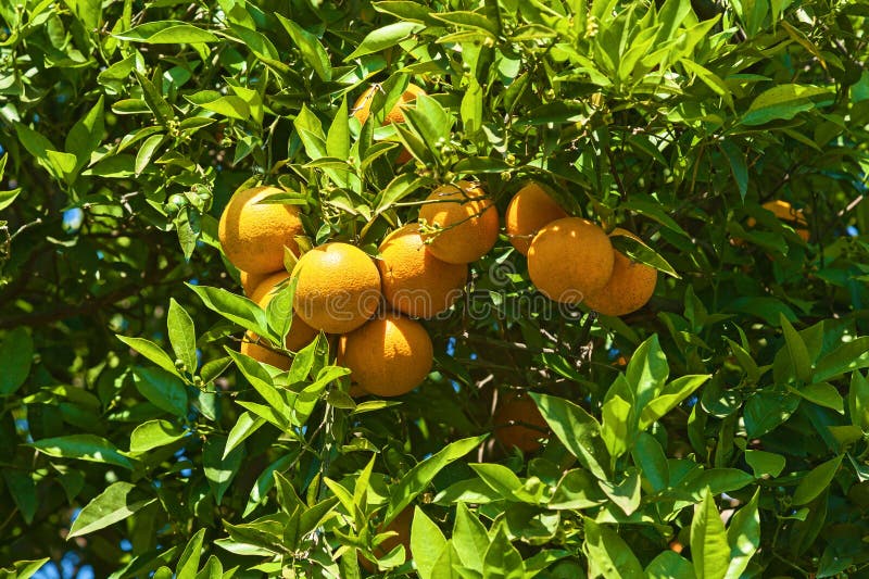 Orange grove stock photo. Image of lifeway, travel, nutrition 110241834