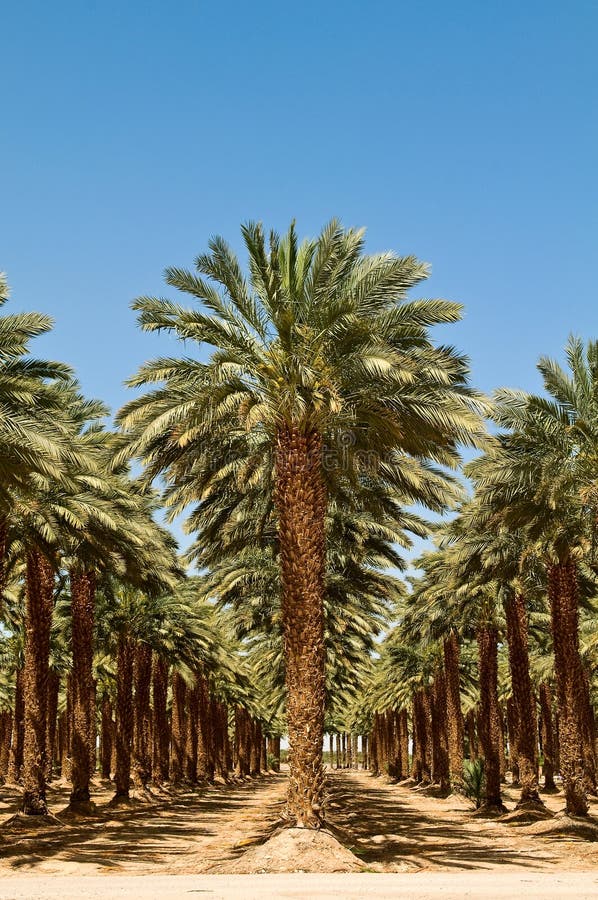 Grove of Palm Trees in the desert, Israel