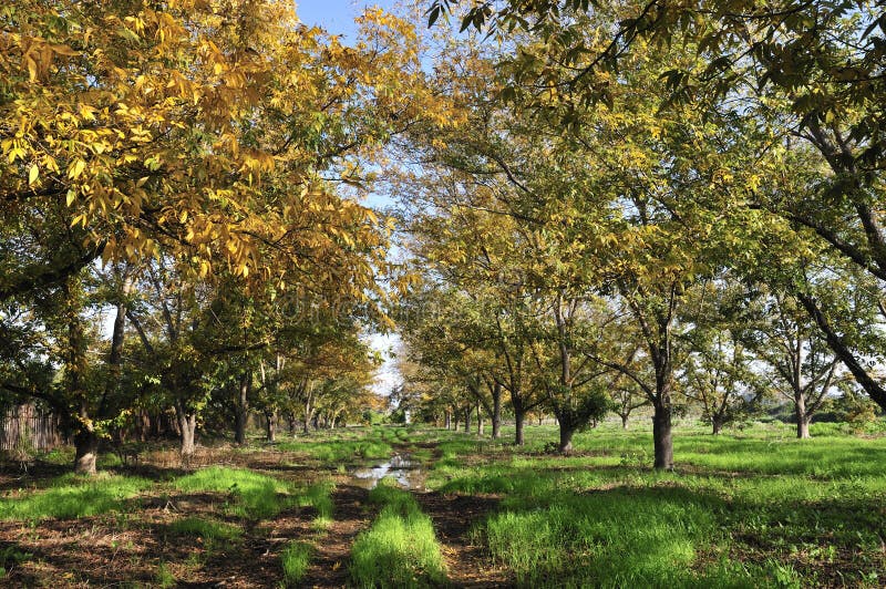 Grove the pecan stock photo. Image of nuts, agriculture 12350840