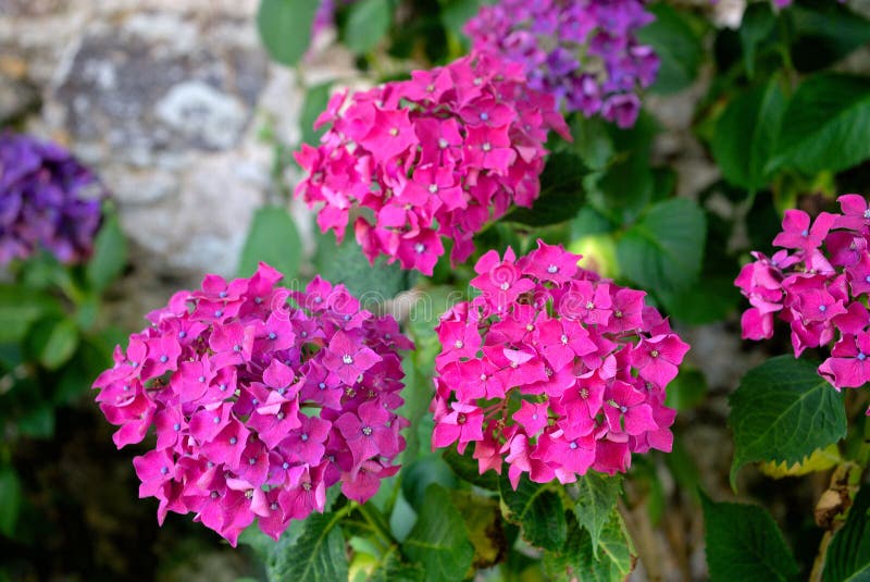 Grove of Pink Hydrangea Flowers Stock Photo Image of plant, blossom