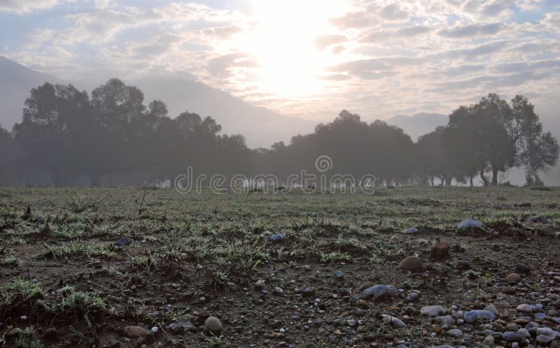Grove of trees in morning mist, dew on the grass. Overcast grove stock images, royalty-free photos and pictures