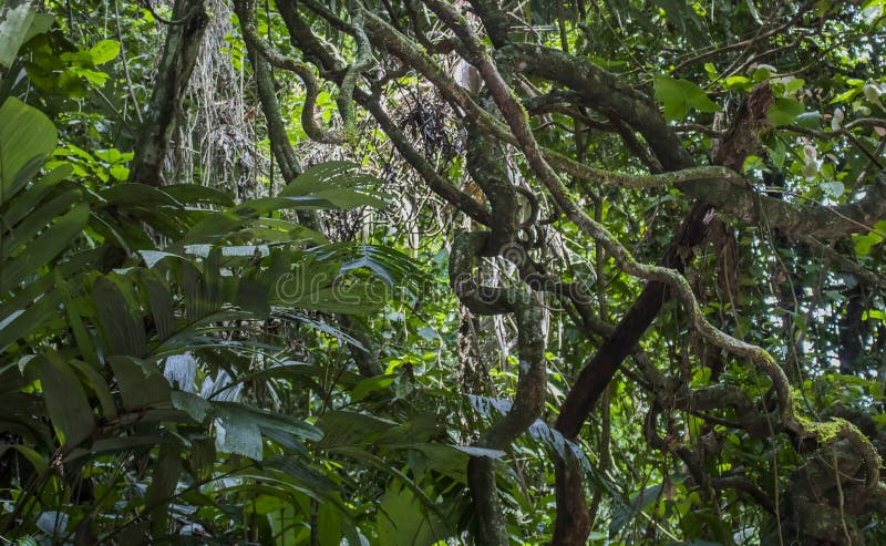 Groviglio del fogliame e delle viti della giungla nel verde fotografia stock libera da diritti Groviglio del fogliame e delle viti della giungla nel verde fotografia stock libera da diritti