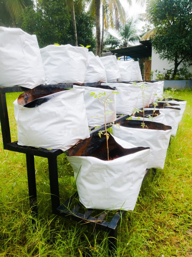 Grow Bags with Vegetable Saplings in a Vertical Stand Outside. Stock Photo  - Image of bags, growing: 192352960