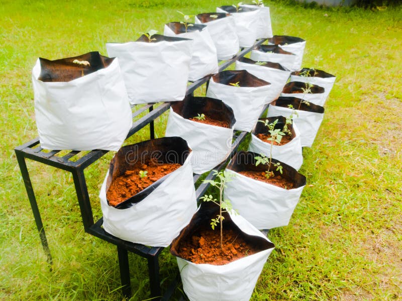 https://thumbs.dreamstime.com/b/grow-bags-vegetable-saplings-vertical-stand-outside-new-method-cultivating-vegetables-soil-used-red-soil-192352960.jpg