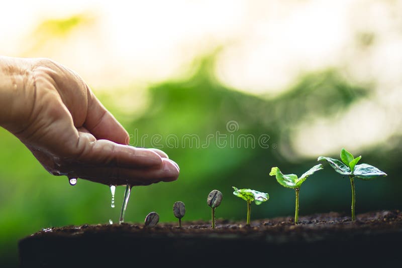 Grow coffee beans Plant coffee tree Hand care and watering the trees Evening light in nature royalty free stock images Grow coffee beans Plant coffee tree Hand care and watering the trees Evening light in nature royalty free stock images