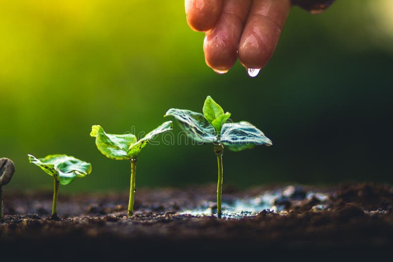 chikane en lille Brutal Grow Coffee Beans Plant Coffee Tree Hand Care and Watering the Trees  Evening Light in Nature Stock Photo - Image of environmental, growing:  113612556