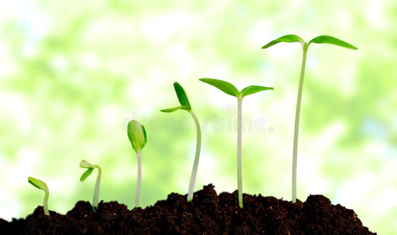Grow, growing, plant stock photos Grow, growing, plant stock photos