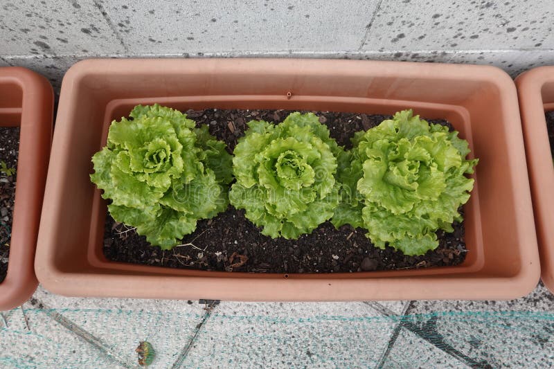 How To Grow Lettuce In A Pot (step-by-step Guide)