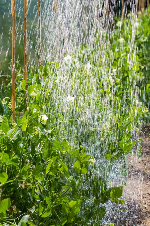 Grow Peas in the Morning Watering Stock Image Image of nature, peas 25234667