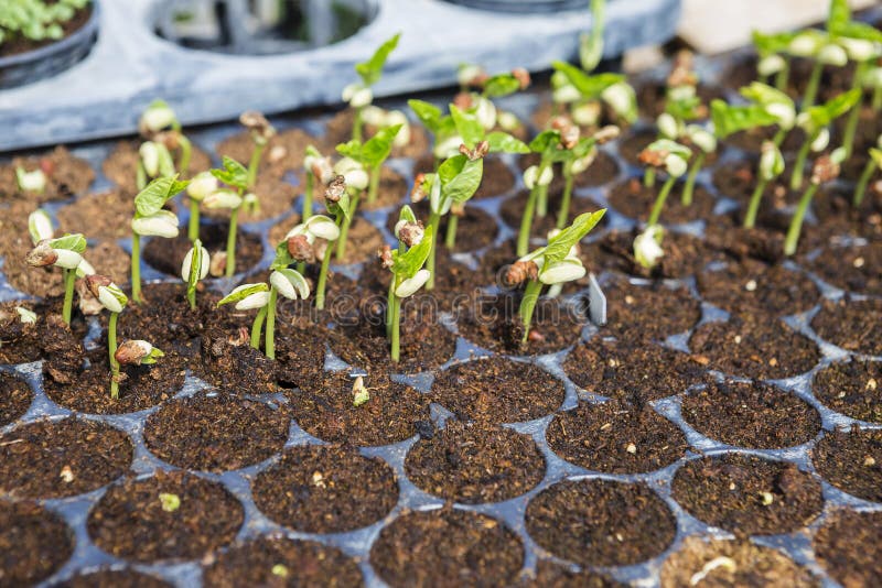 Young Green Bean Seed Growing in Peat Moss Stock Image Image of