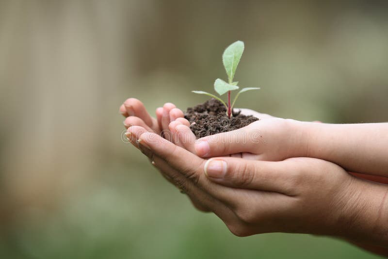 A mujer posesión planta en la mano.