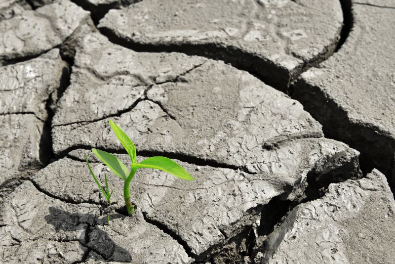 Dry cracked land green shoot,pollution land adversity heal the world new hope life protect environment