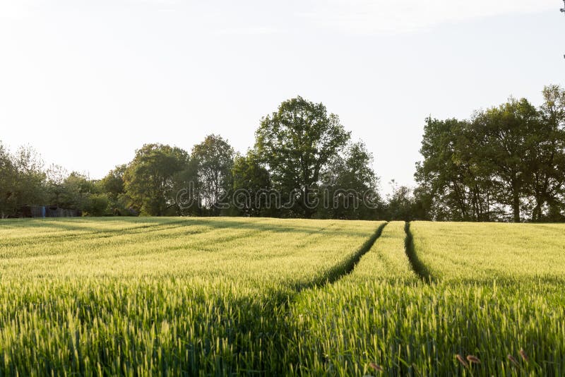 Growin crop field in late beautiful afternoon sun shine