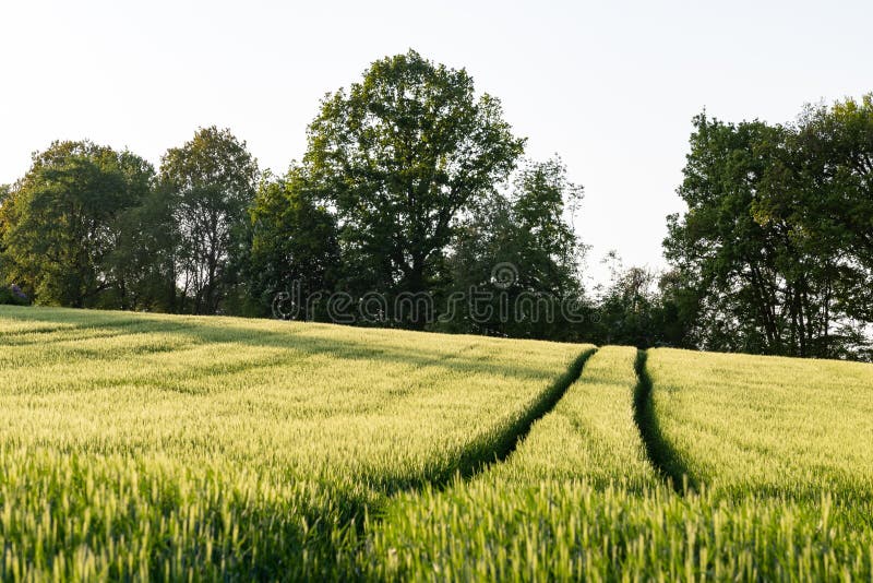 Growin crop field in late beautiful afternoon sun shine