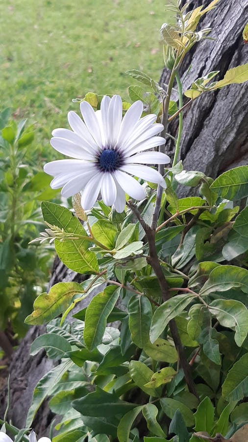 Alone Purple Opium Poppy Flower Stock Image Image of floral, white